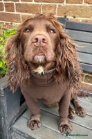 Cocker Spaniel dogs Ready Now - Wonderful Cocker Spaniels - Advert 4