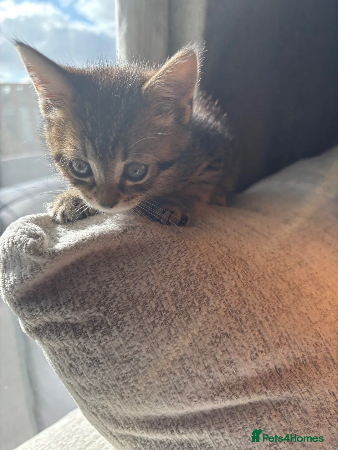 Mixed Breed cats for sale: Tabby cat  - Advert 2