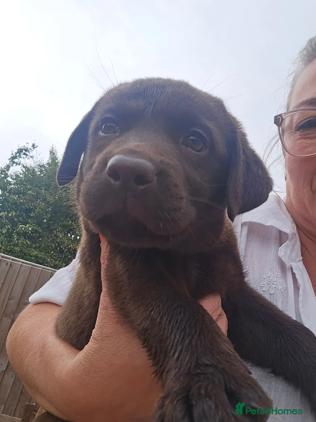 Labrador Retriever dogs for sale: Chunky Chocolate Puppies - Advert 3