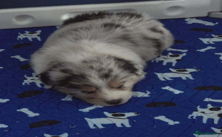 Australian Shepherd dogs - Advert 1