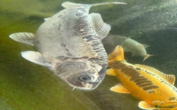 Other/Mixed Breed fish for sale: Koi carp, orphs, mirror carp - Image 13