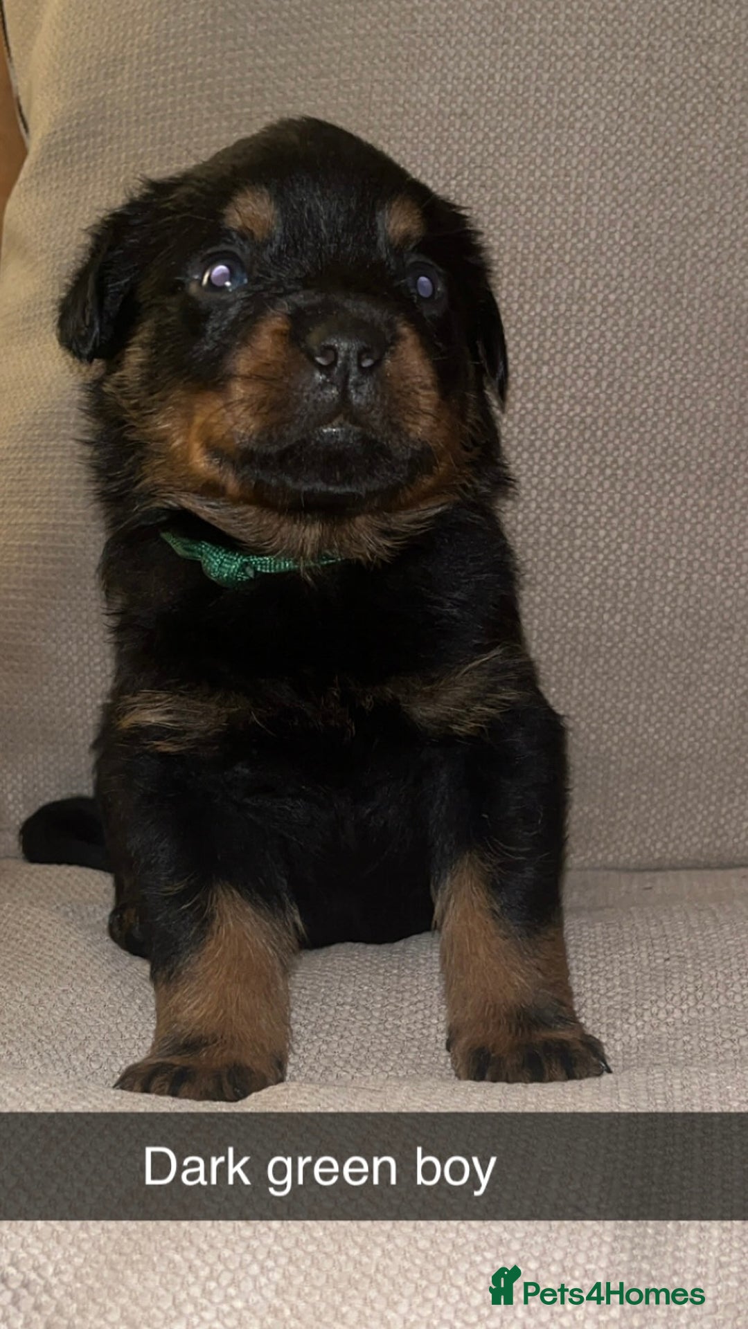 Rottweiler dogs for sale: Black & tan and red Rottweiler puppies - Advert 9