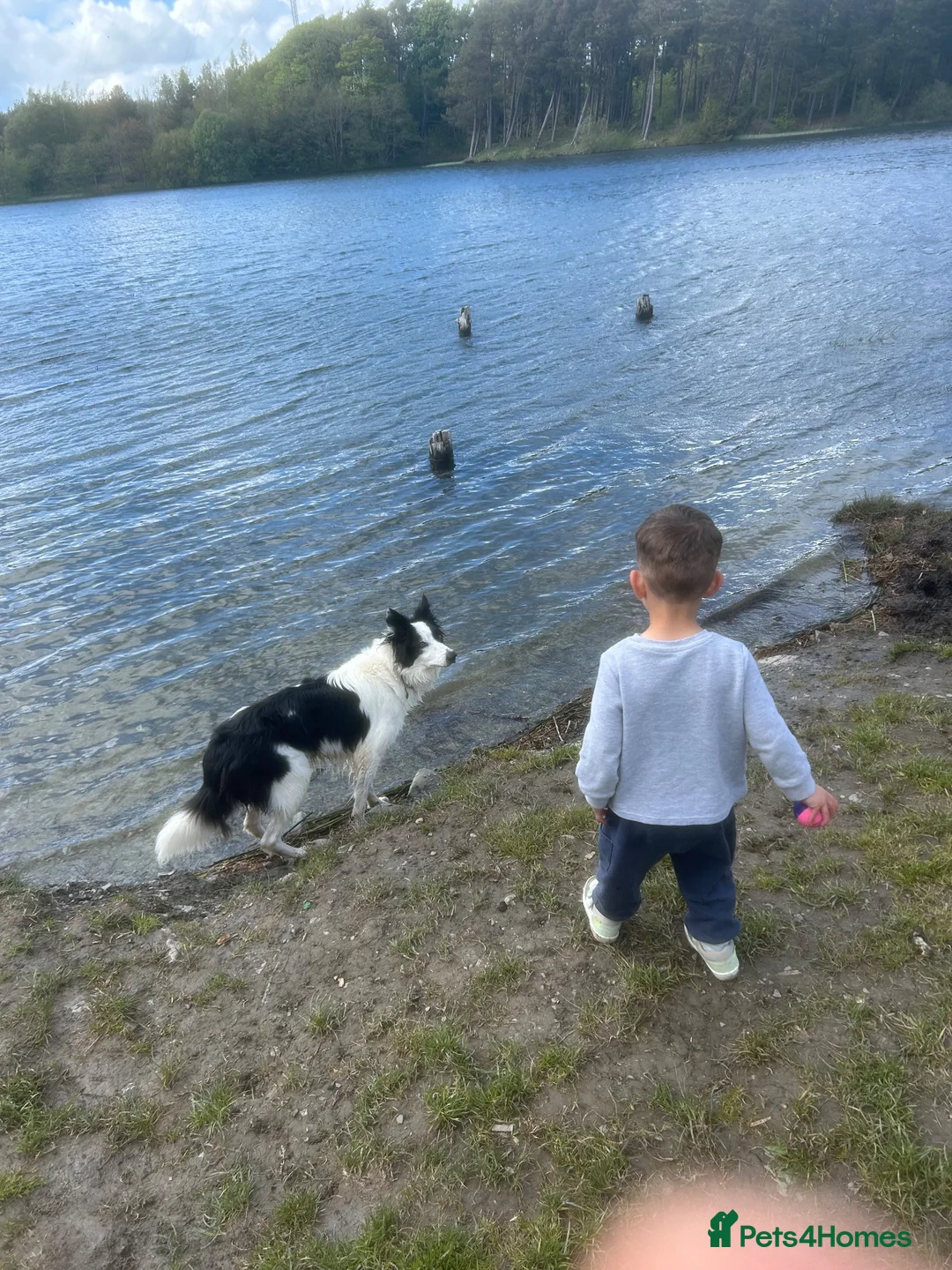 Border Collie dogs for sale: 3 year old male Border Collie in Selkirk - Advert 2