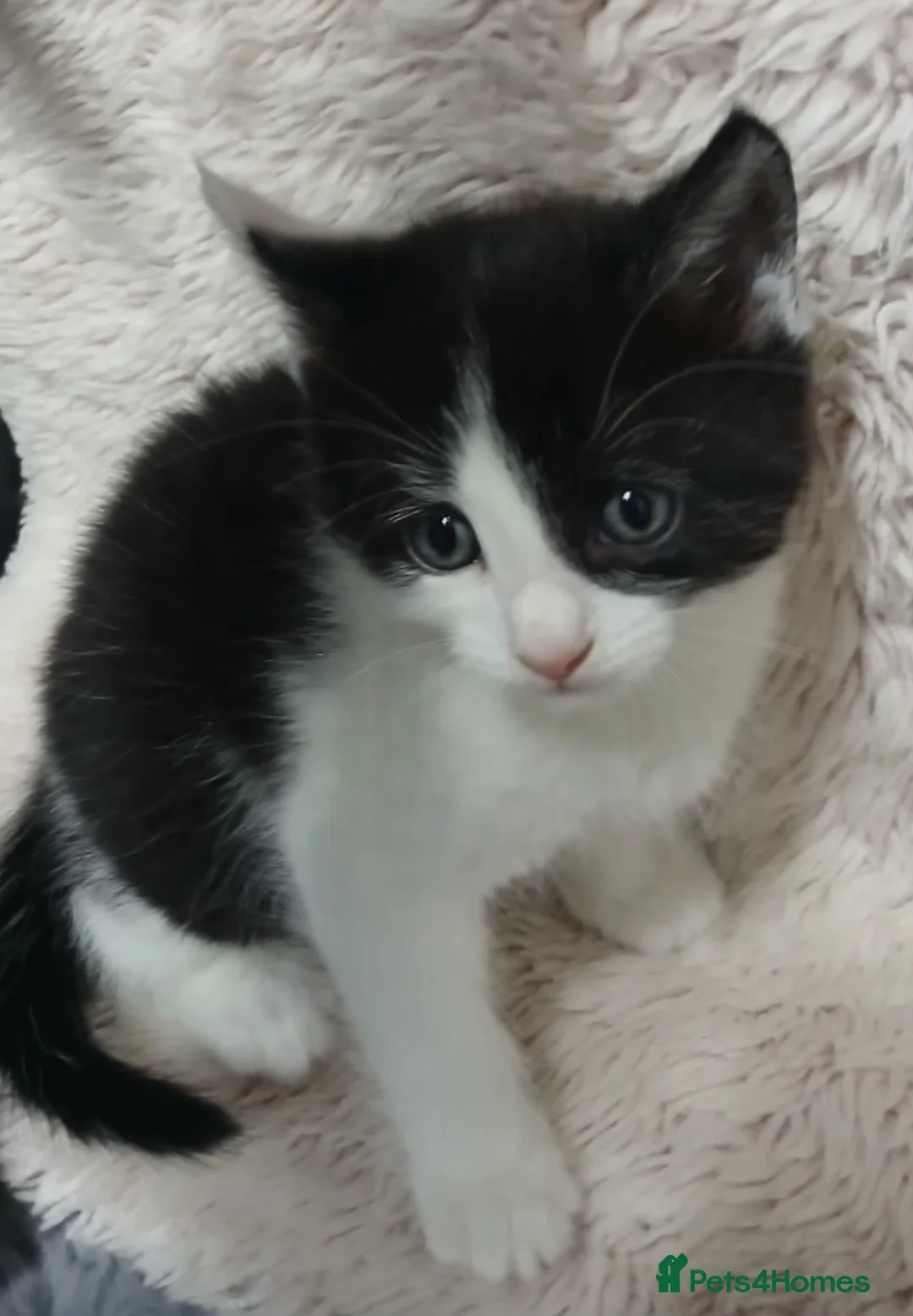 Bengal cats for sale: Beautiful mixed bengal kittens - Advert 7