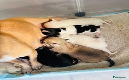 Chipoo dogs for sale: Tiny Chihuahua/ Asian Toy poodle puppies  - Image 2