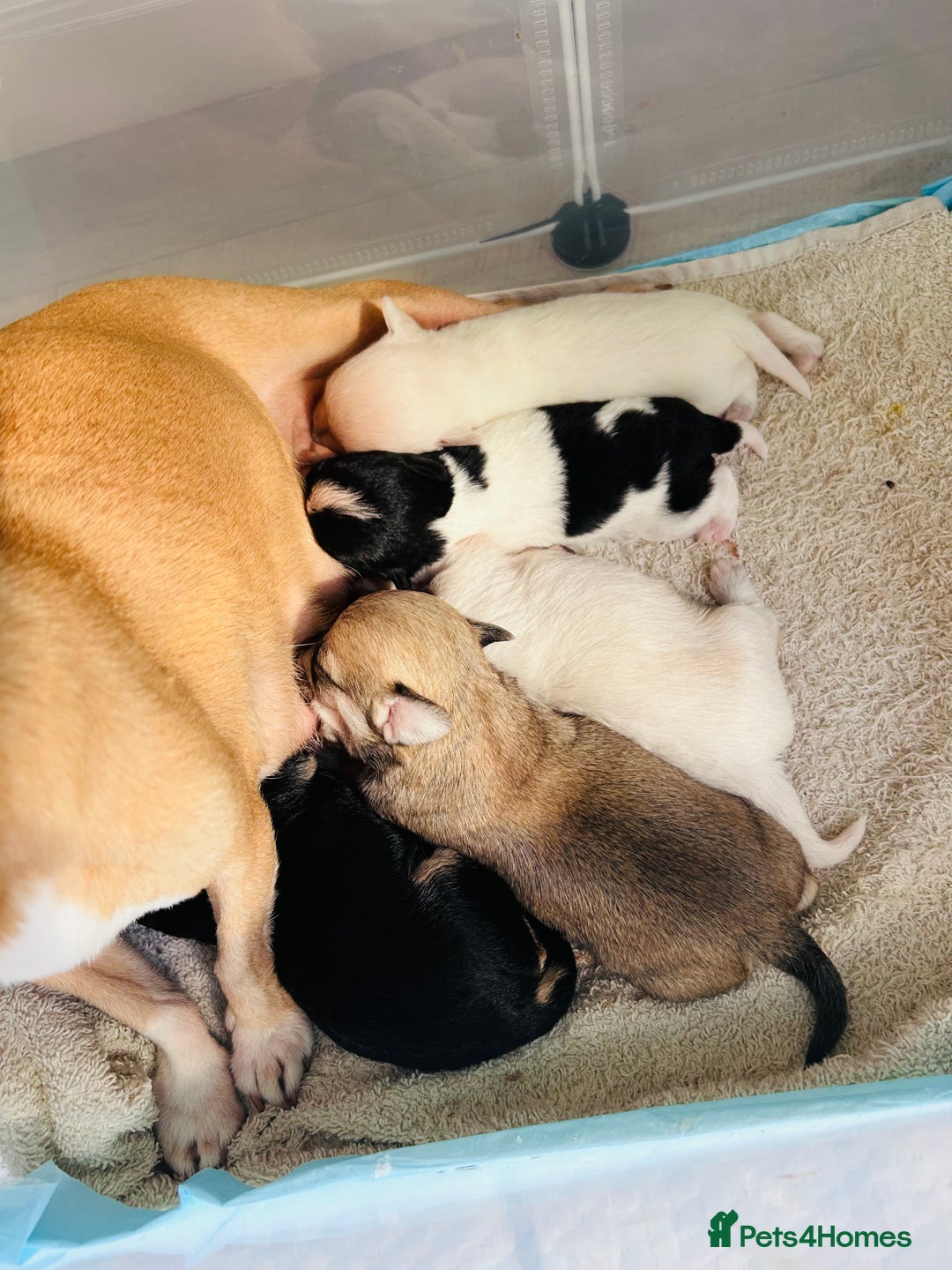 Chipoo dogs for sale: Tiny Chihuahua/ Asian Toy poodle puppies  - Image 2