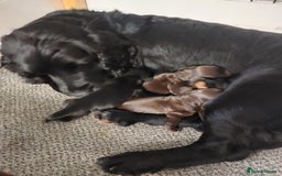 Cocker Spaniel dogs for sale: Our lovely Cocker has had her puppies - Image 1