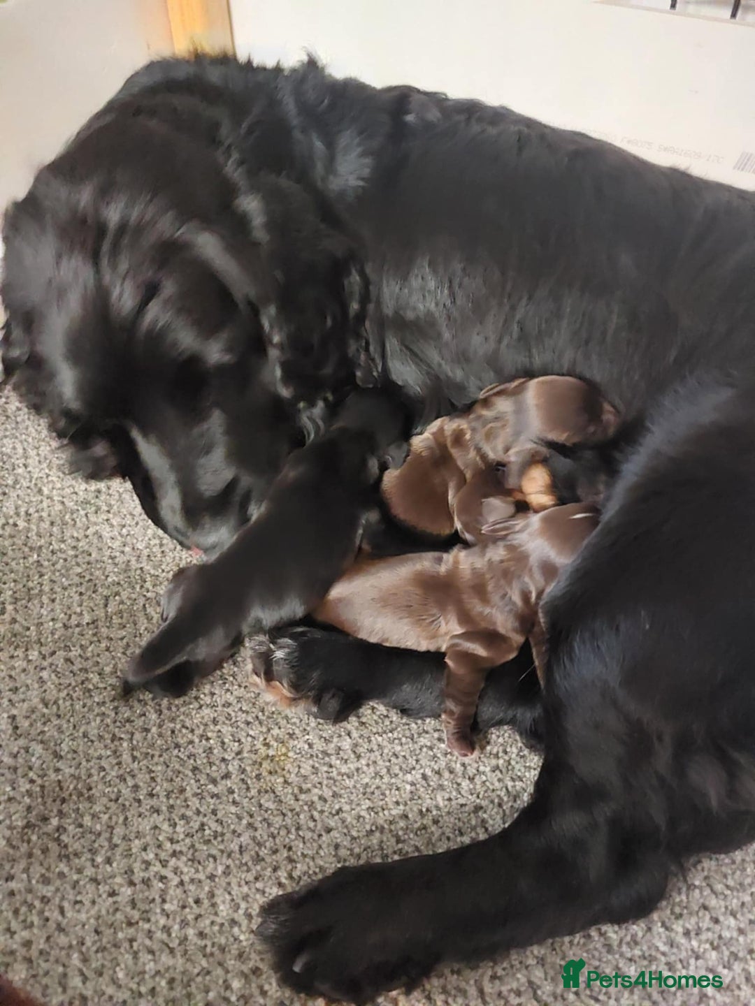 Cocker Spaniel dogs for sale: Our lovely Cocker has had her puppies - Image 1