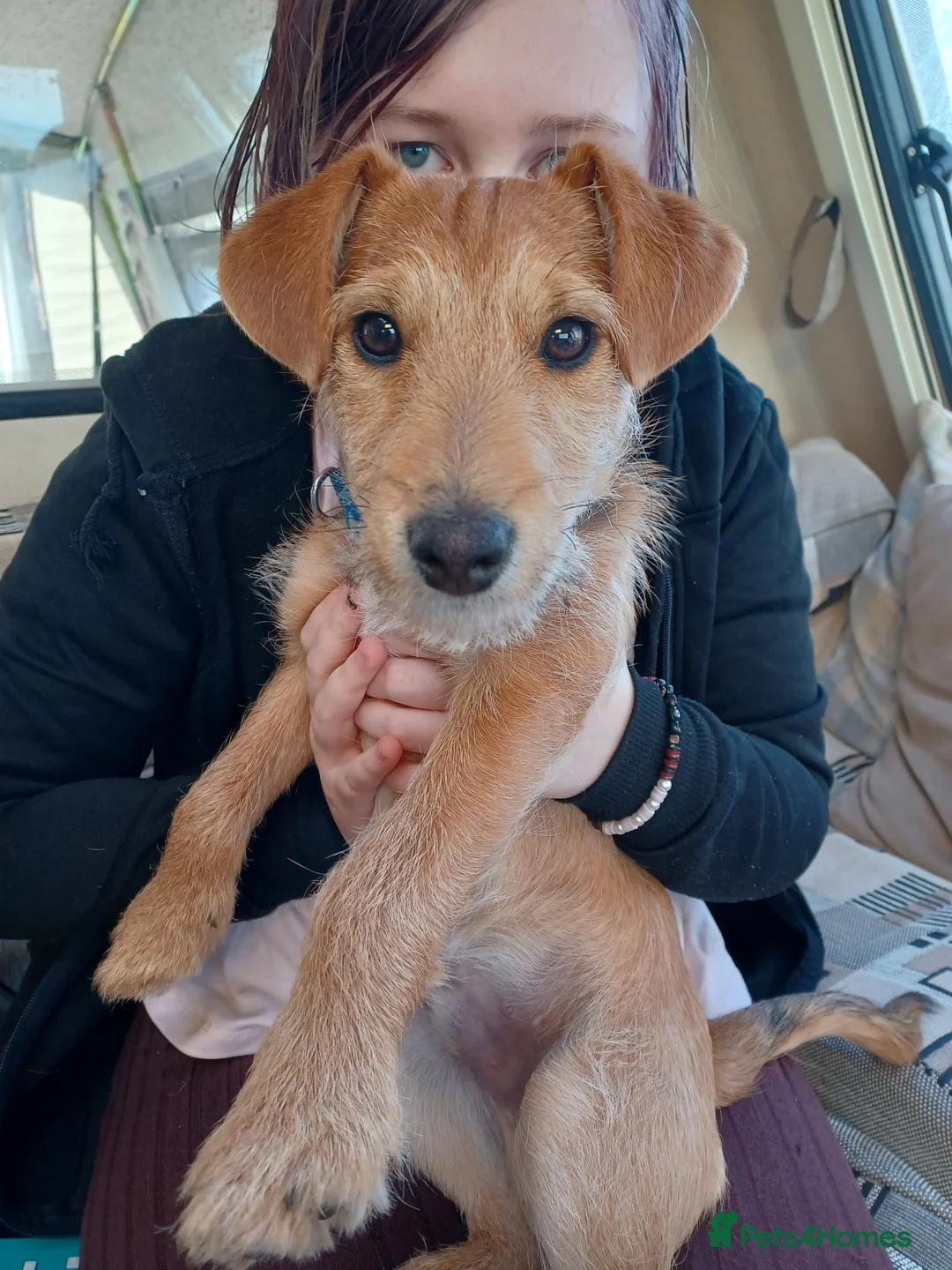 Mixed Breed dogs for sale: Oscar - Advert 6