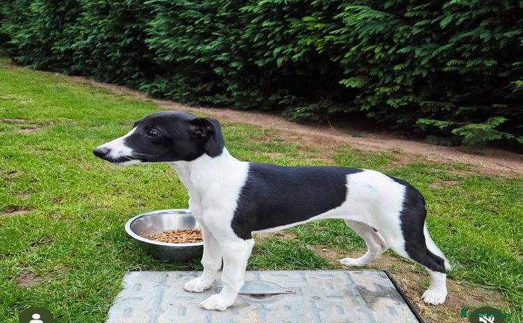 Whippet dogs - Advert 11