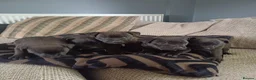 Patterdale Terrier dogs for sale: Stunning patterdale terriers  - Advert 9