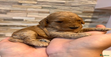 Cockapoo dogs - Advert 15