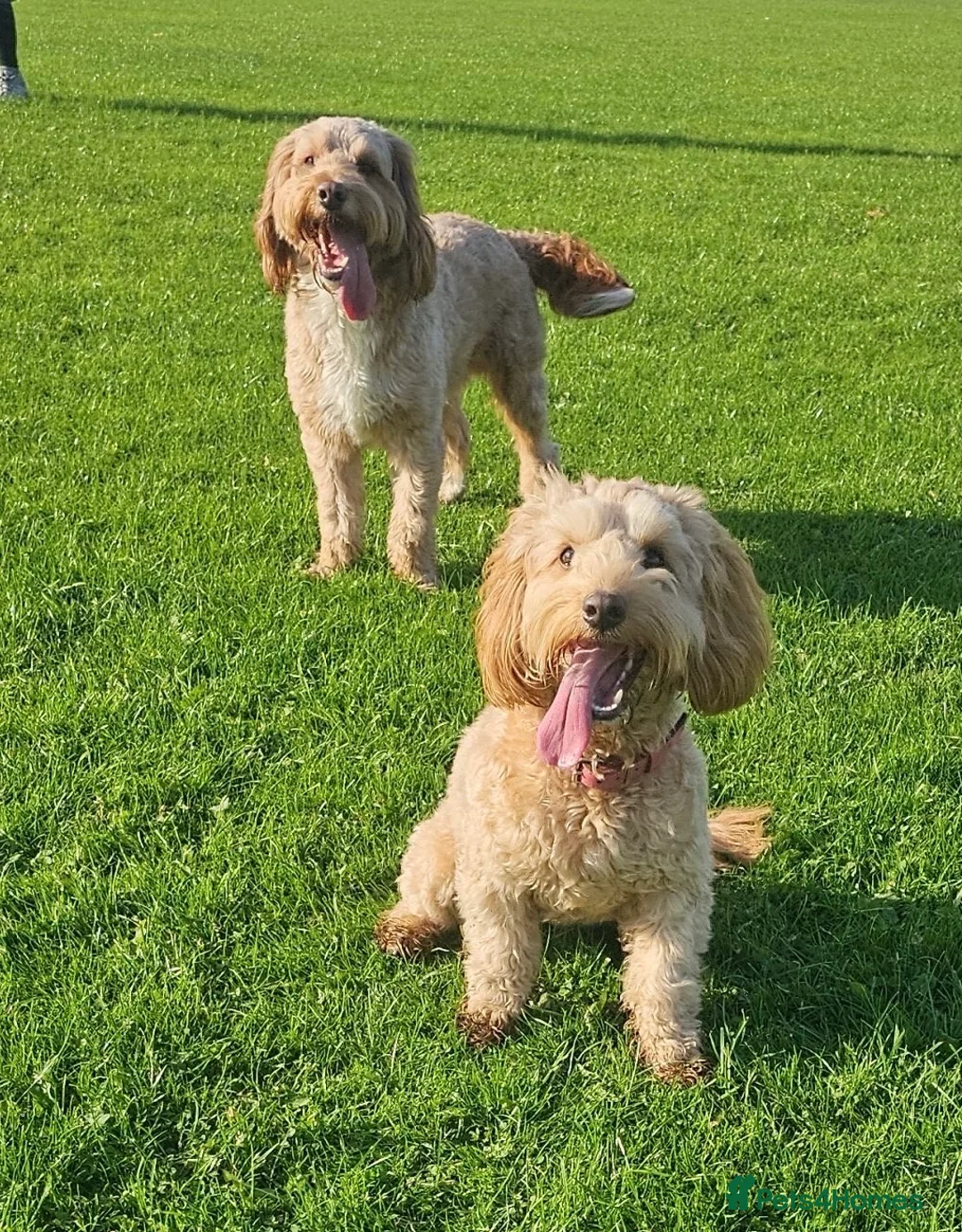 Cockapoo dogs for sale: Stunning Cockapoo puppies - Advert 9