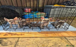 French Bulldog dogs for sale: Adorable French Bulldog Puppies For Sale - Image 2