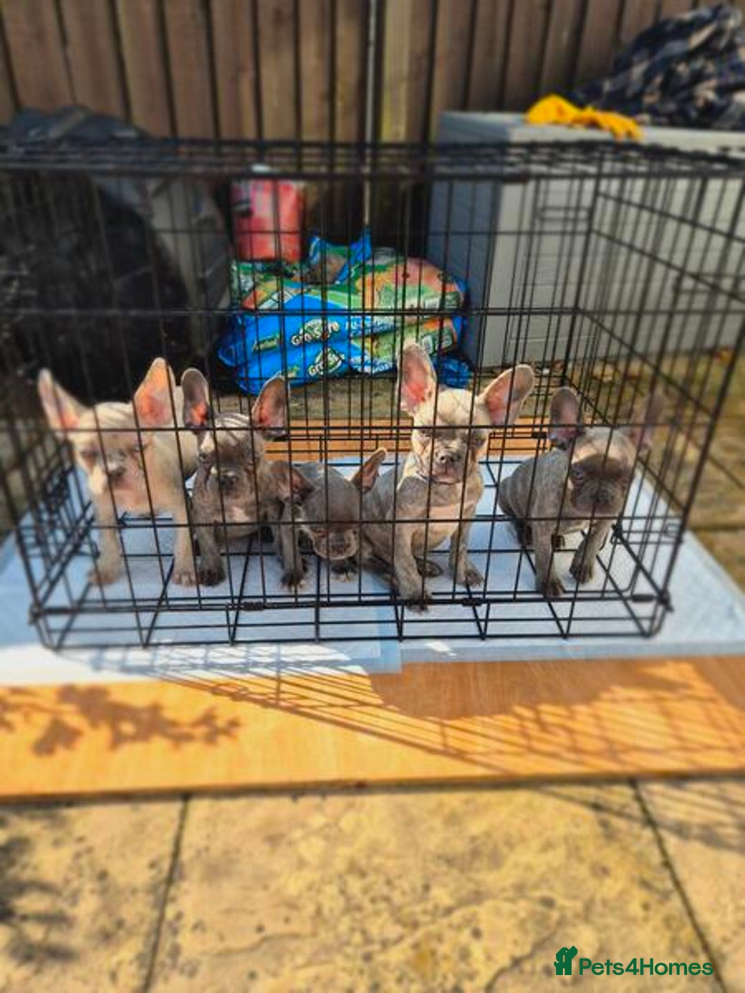French Bulldog dogs for sale: Adorable French Bulldog Puppies For Sale - Image 2