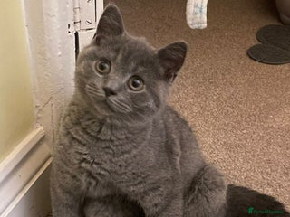 British Shorthair cats British shorthair kittens for sale - Advert 1