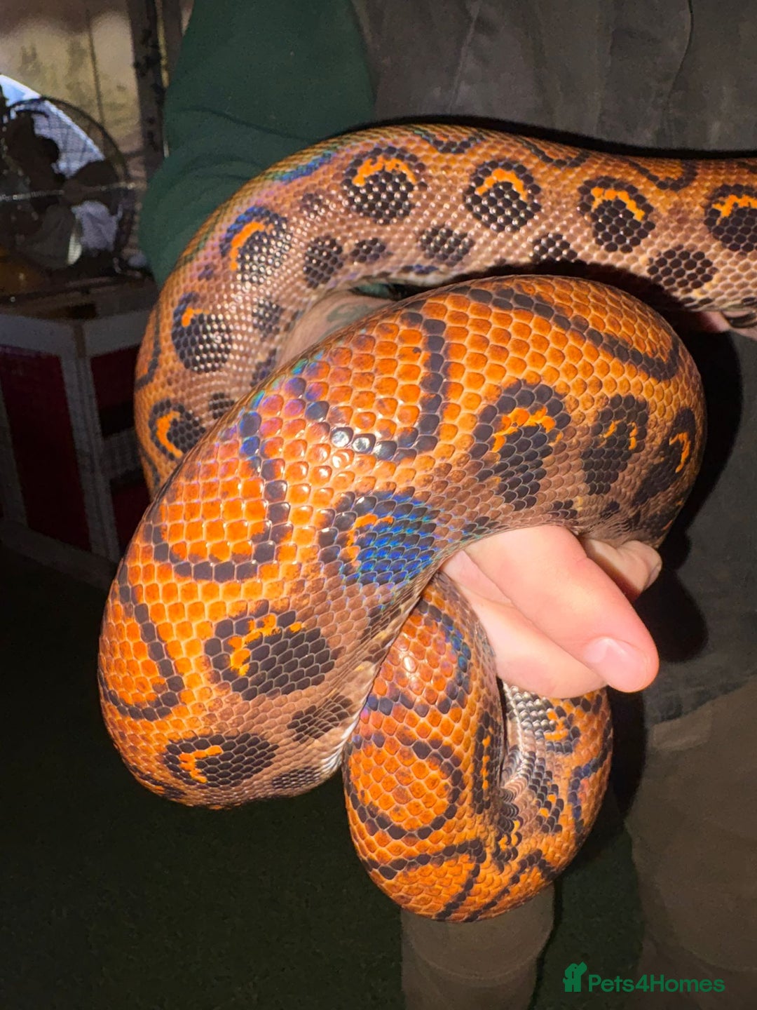 Snake reptiles for sale: Rainbow boa & Gopher snake - Advert 3