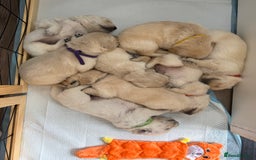 Golden Retriever dogs for sale: Golden Retriever Chunky Puppies for sale - Image 4