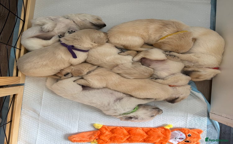 Golden Retriever dogs - Advert 19