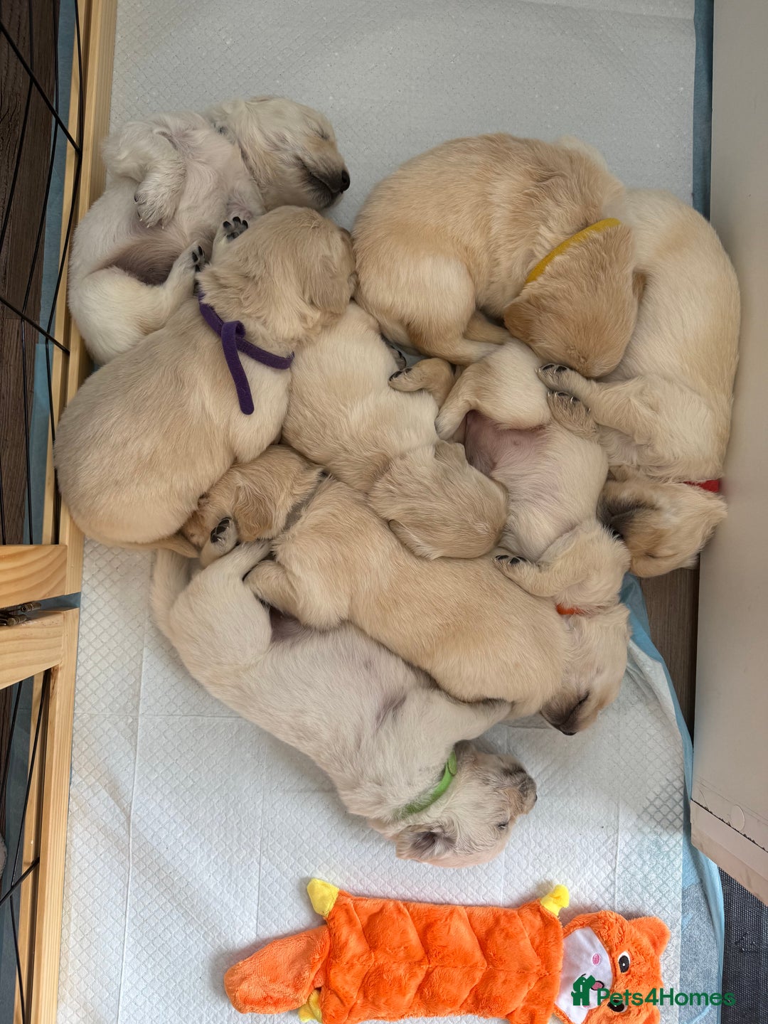 Golden Retriever dogs for sale: Golden Retriever Chunky Puppies for sale - Image 4