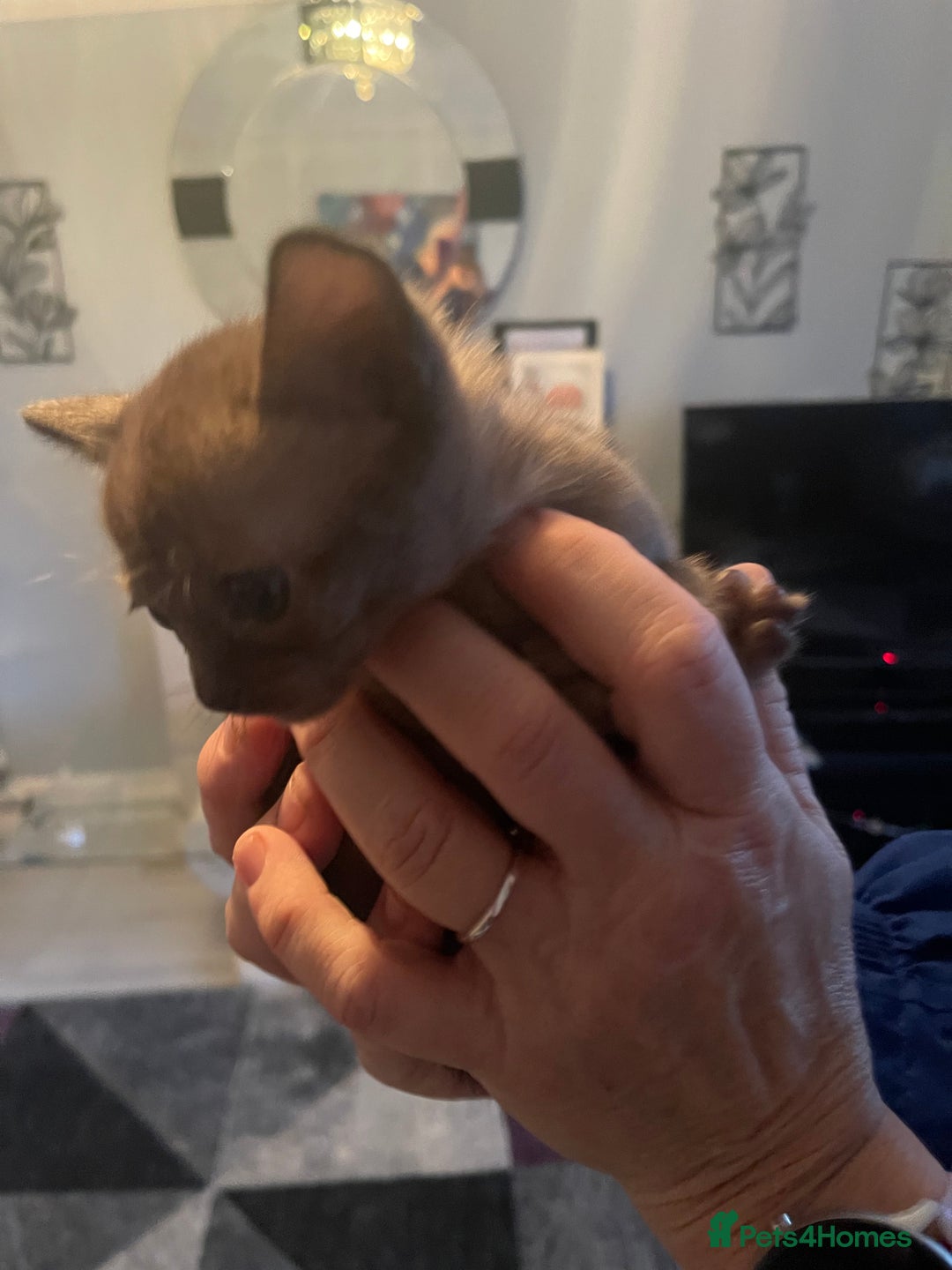 Burmese cats for sale: Gorgeous GCCF Burmese brown male - Advert 3