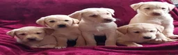 Labrador Retriever dogs for sale: Beautiful Labrador puppies available to reserve  in Lampeter - Advert 3
