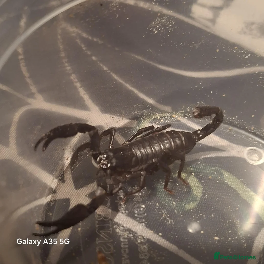 Scorpions invertebrates for sale: Asian forest scorpion and viv  - Advert 3