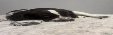 Sprocker 2