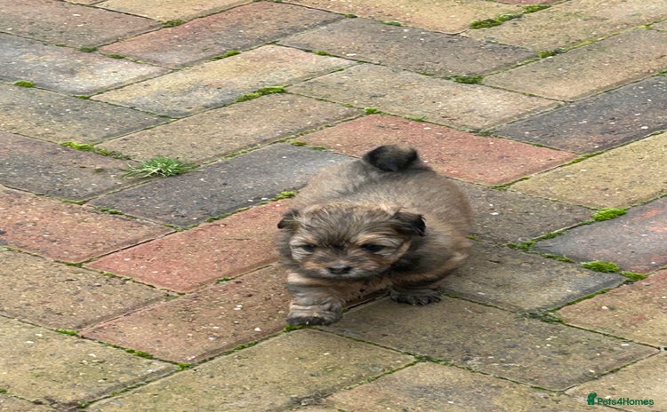 Havanese dogs - Advert 1