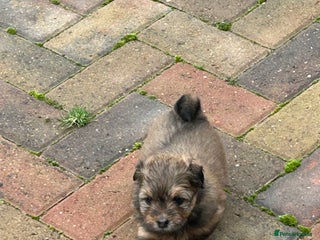 Havanese dogs - Advert 2