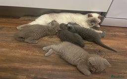 British Shorthair cats for sale: British shorthair kittens  - Image 8