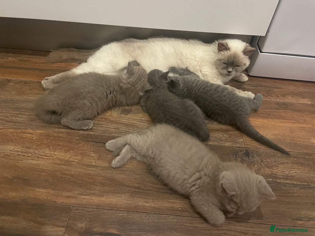 British Shorthair cats for sale: British shorthair kittens  - Image 8