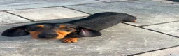 Dachshund dogs for sale: 6 Beautiful Dachshund Puppies 🐾🐶 - Advert 2