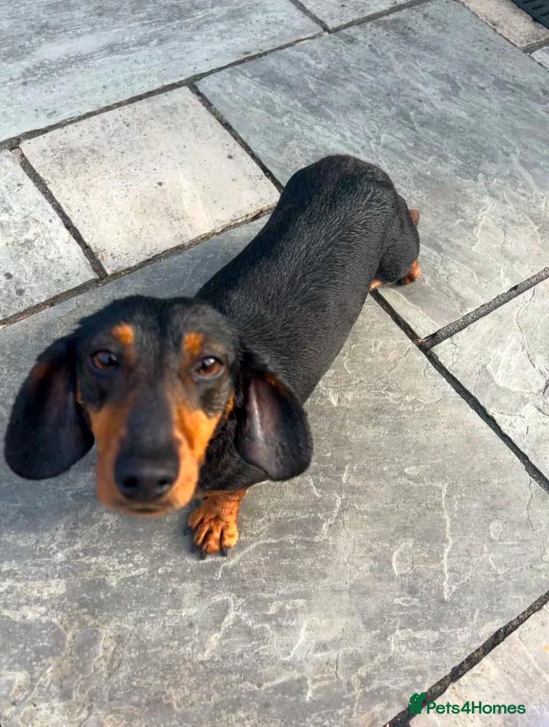 Dachshund dogs for sale: 6 Beautiful Dachshund Puppies 🐾🐶 - Advert 2