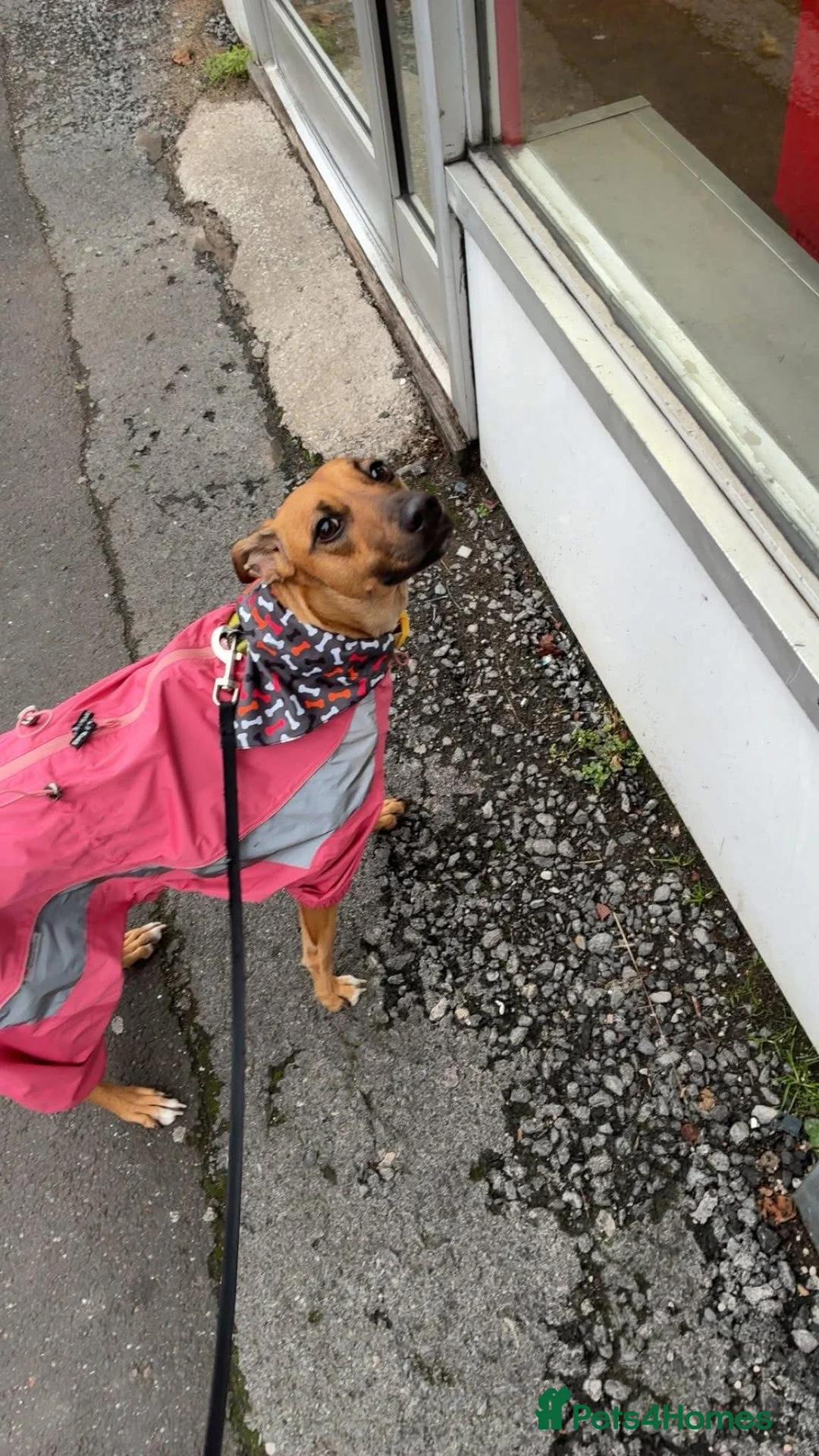 Lurcher dogs for sale: Female Lurcher - Advert 1