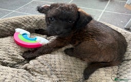 Mixed Breed dogs for sale: Patterdale cross - Image 8