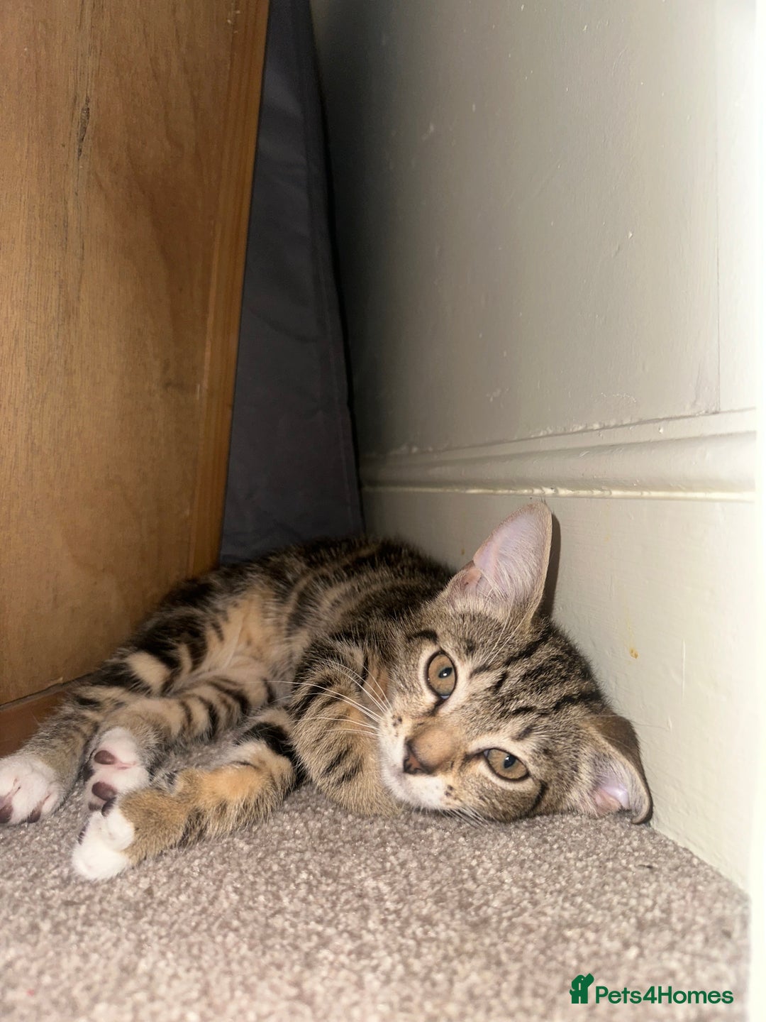 Mixed Breed cats for sale: Mixed Breed Kitten  - Image 3