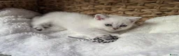 Scottish Fold cats for sale: British short hairs (Scottish straight) ready  - Advert 22
