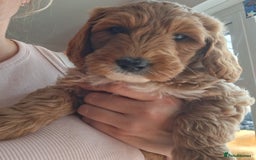 Australian Labradoodle dogs for sale: Stunning Australian labradoodles - Image 3
