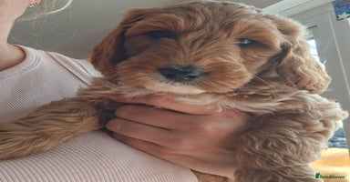 Australian Labradoodle dogs - Advert 6