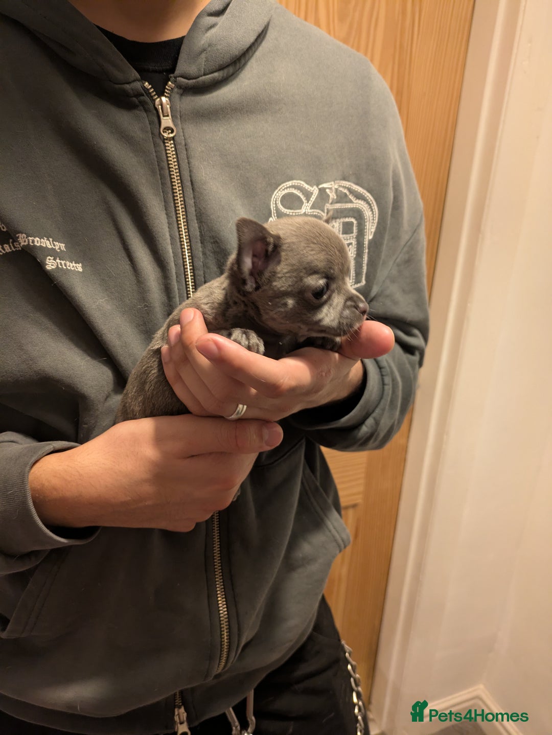 Chihuahua dogs for sale: Rare colour and tiny pedigree Chihuahuas  - Advert 2