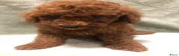 Mixed Breed dogs for sale: 🐕🐾Adventures of our loving poodles 🐾🐕 - Advert 15