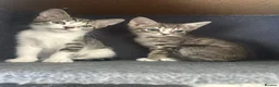 Mixed Breed cats for sale: Tabby/bengal kittens 🐈🏡 - Advert 4