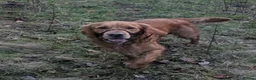 Golden Retriever dogs for stud: Catrigg macadamia (MAX) - Advert 4
