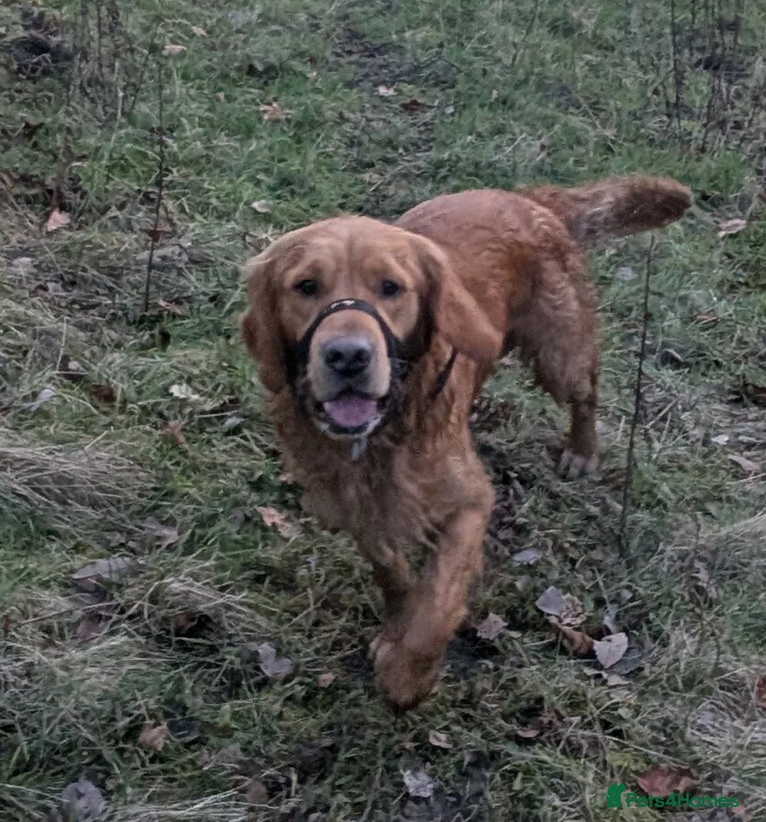 Golden Retriever dogs for stud: Catrigg macadamia (MAX) - Advert 4