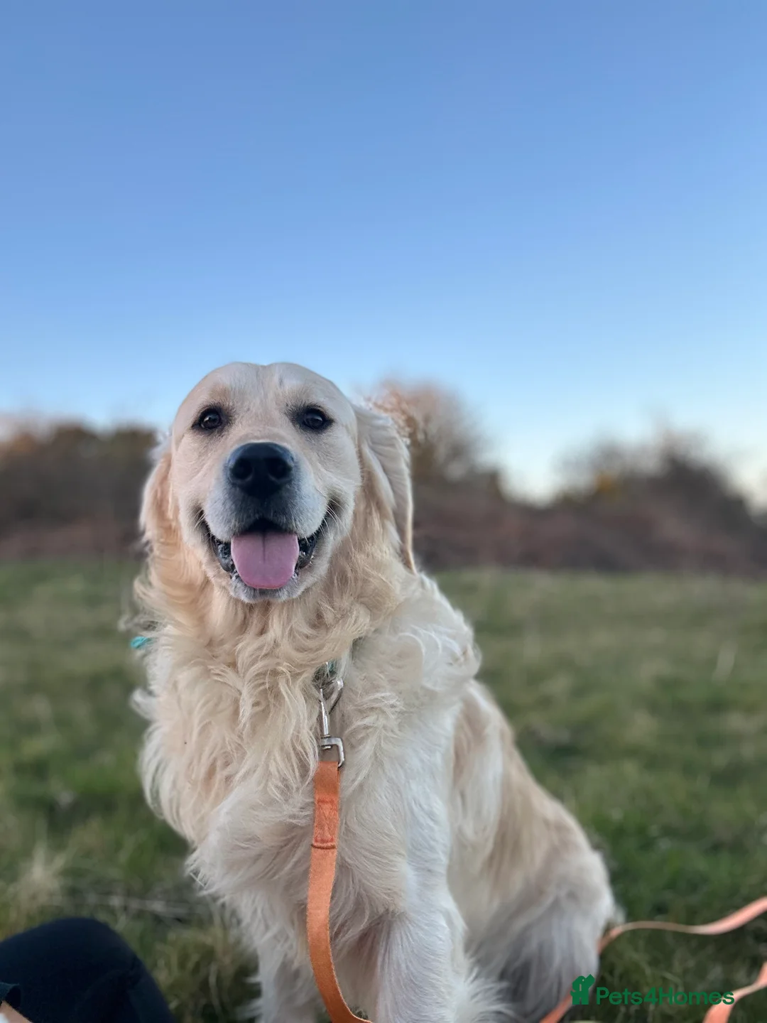 Golden Retriever dogs for stud: Hugh - Golden Retiver Stud  in Neath - Advert 2