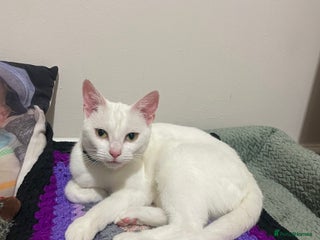 Domestic Shorthair cats 3 boys 1 girl white kittens - Advert 15