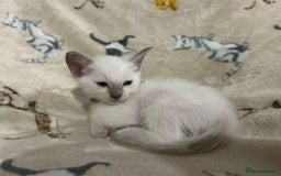 Ragamese cats for sale: Ragamese lilac kittens - Image 3