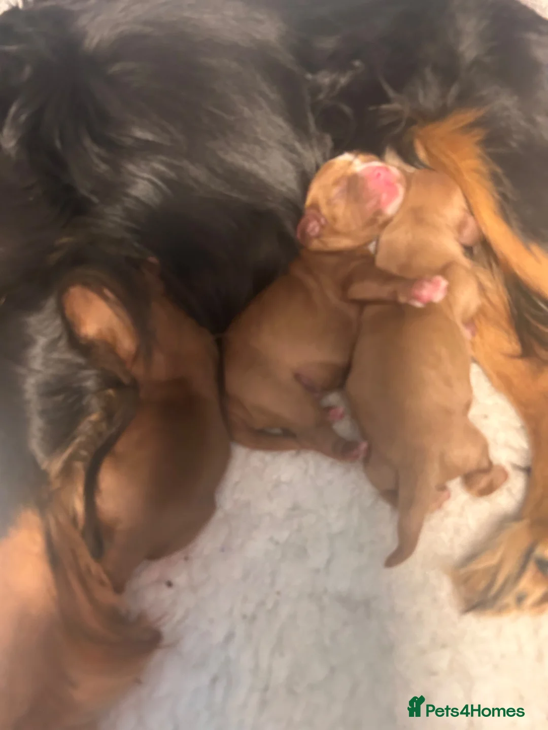 Cavalier King Charles Spaniel dogs for sale:  KC registered Ruby puppies - Advert 2