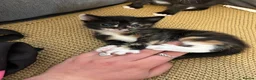Mixed Breed cats for sale: Stunning Baby’s for sale  - Advert 7